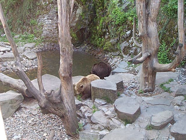 09_-_krumlov_bears.jpg