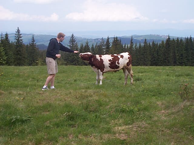 21_-_hey_cow.jpg